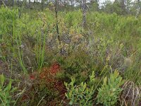 Myrica gale 32, Wilde gagel, Saxifraga-Hans Boll
