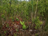 Myrica gale 34, Wilde gagel, Saxifraga-Hans Boll