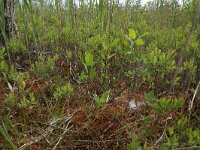 Myrica gale 35, Wilde gagel, Saxifraga-Hans Boll