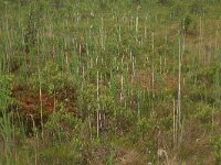 Myrica gale 36, Wilde gagel, Saxifraga-Hans Boll
