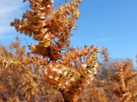 Myrica gale 40, Wilde gagel, Saxifraga-Ed Stikvoort