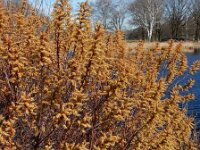Myrica gale 41, Wilde gagel, Saxifraga-Ed Stikvoort