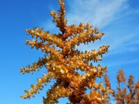 Myrica gale 42, Wilde gagel, Saxifraga-Ed Stikvoort