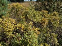 Myrica gale 44, Wilde gagel, Saxifraga-Ed Stikvoort