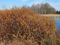 Myrica gale 46, Wilde gagel, Saxifraga-Ed Stikvoort