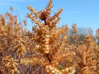 Myrica gale 47, Wilde gagel, Saxifraga-Ed Stikvoort