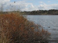 Myrica gale 6, Wilde gagel, Saxifraga-Jan van der Straaten