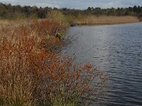 Myrica gale 7, Wilde gagel, Saxifraga-Marijke Verhagen