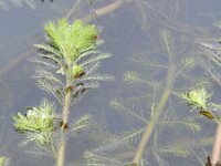 Myriophyllum aquaticum 10, Parelvederkruid, Saxifraga-Rutger Barendse