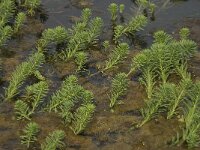 Myriophyllum aquaticum 5, Parelvederkruid, Saxifraga-Willem van Kruijsbergen