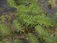 Myriophyllum aquaticum 6, Parelvederkruid, Saxifraga-Willem van Kruijsbergen