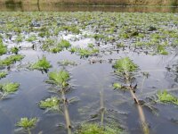 Myriophyllum aquaticum 9, Parelvederkruid, Saxifraga-Rutger Barendse