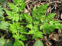 Myrrhis odorata 2, Roomse kervel, Saxifraga-Rutger Barendse