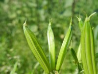 Myrrhis odorata 3, Roomse kervel, Saxifraga-Rutger Barendse