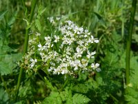 Myrrhis odorata 4, Roomse kervel, Saxifraga-Rutger Barendse
