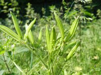 Myrrhis odorata 5, Roomse kervel, Saxifraga-Rutger Barendse