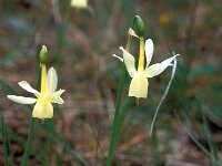 Narcissus coronatus 2, Saxifraga-Jan van der Straaten