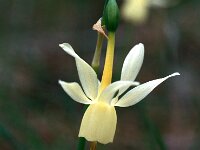Narcissus coronatus 3, Saxifraga-Jan van der Straaten