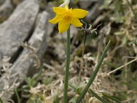 Narcissus cuatrecasii 4, Saxifraga-Willem van Kruijsbergen