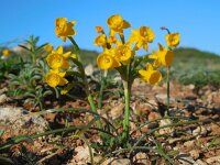 Narcissus gaditanus 27, Saxifraga-Ed Stikvoort
