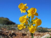 Narcissus gaditanus 28, Saxifraga-Ed Stikvoort