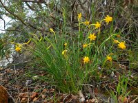 Narcissus gaditanus 29, Saxifraga-Ed Stikvoort