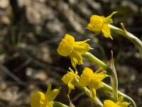 Narcissus gaditanus 4, Saxifraga-Jan van der Straaten