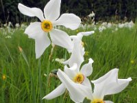 Narcissus poeticus 59, Witte narcis, Saxifraga-Ed Stikvoort : Col du Béal en omgeving richting Chamazel