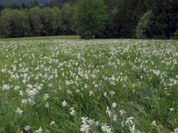 Narcissus poeticus 60, Witte narcis, Saxifraga-Ed Stikvoort : Col du Béal en omgeving richting Chamazel