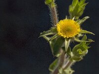 Nauplius aquaticus 3, Saxifraga-Jan van der Straaten