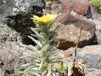 Nauplius graveolens ssp odorus 2, Saxifraga-Rutger Barendse