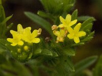 Neatostema apulum 4, Saxifraga-Willem van Kruijsbergen