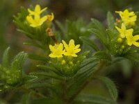 Neatostema apulum 6, Saxifraga-Willem van Kruijsbergen