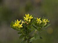 Neatostema apulum 9, Saxifraga-Jan van der Straaten