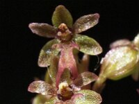Neottia cordata 10, Kleine keverorchis, Saxifraga-Hans Dekker