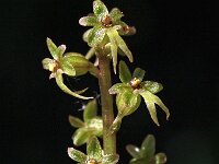 Neottia cordata 11, Kleine keverorchis, Saxifraga-Hans Dekker