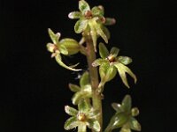 Neottia cordata 13, Kleine keverorchis, Saxifraga-Hans Dekker