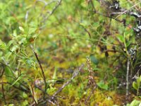 Neottia cordata 16, Kleine keverorchis, Saxifraga-Hans Dekker