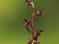 Neottia cordata 17, Kleine keverorchis, Saxifraga-Hans Dekker