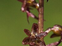Neottia cordata 18, Kleine keverorchis, Saxifraga-Hans Dekker
