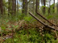 Neottia cordata 21, Kleine keverorchis, Saxifraga-Ed Stikvoort