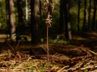 Neottia cordata 24, Kleine keverorchis, Saxifraga-Ed Stikvoort