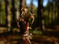 Neottia cordata 26, Kleine keverorchis, Saxifraga-Ed Stikvoort