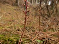 Neottia cordata 29, Kleine keverorchis, Saxifraga-Ed Stikvoort