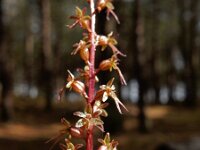 Neottia cordata 30, Kleine keverorchis, Saxifraga-Ed Stikvoort