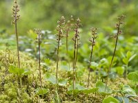 Neottia cordata 31, Kleine keverorchis, Saxifraga-Luuk Vermeer