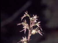 Neottia cordata 4, Kleine keverorchis, Saxifraga-Hans Dekker