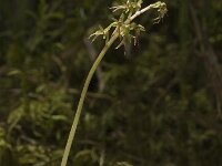 Neottia cordata 6, Kleine keverorchis, Saxifraga-Marijke Verhagen
