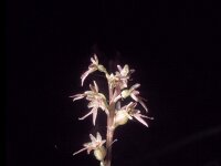 Neottia cordata 7, Kleine keverorchis, Saxifraga-Hans Dekker