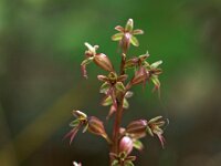 Neottia cordata 8, Kleine keverorchis, Saxifraga-Hans Dekker